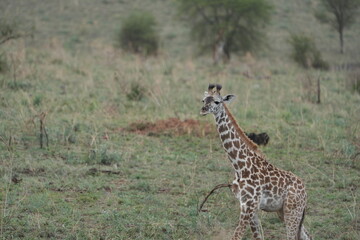 portrait of a baby giraffe walking through the serengeti national park tanzania