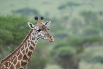 Fototapeta premium portrait of a giraffe in the serengeti national park