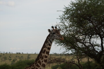 portrait of the side of the head of a giraffe in ngorongoro national park tanzania