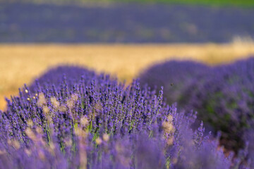 Obraz premium Vibrant Lavender Fields in Brihuega, Spain During Summer