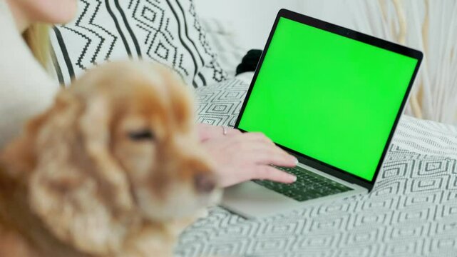 Young Woman Using Green Screen Laptop While Lying at Home on Couch with Her Pet Dog English Cocker Spaniel. Close up Laptop with Green Mock-up Screen