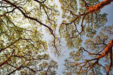 Background of branches of a large tree. Travel and Tourism Laos. Asia