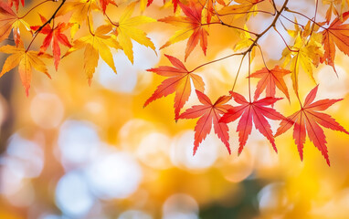 autumn leaves background