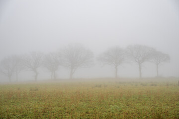 A line of trees shrouded in a dense veil of mist and fog.