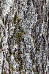 Birch bark, natural texture of an old birch trunk. as a background