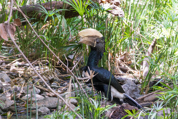 Silvery-cheeked hornbill (Bycanistes brevis) in the forest of Lake Manyara National Park in Tanzania East Africa © Hilda Weges