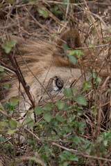 Male Lion resting and looking through the bushes at Lake Manyara National Park in Tanzania East Africa
