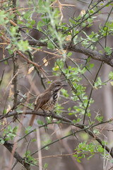 Spotted palm thrush (Cichladusa guttata) also known as spotted morning-thrush in acacia bush at Lake Manyara National Park in Tanzania East Africa