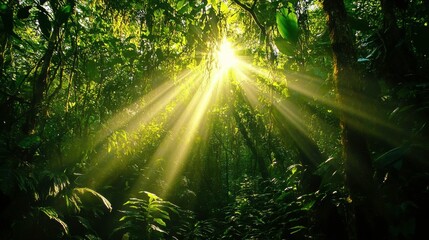 Fototapeta premium Bright Jungle with Sunlight and High Contrast
