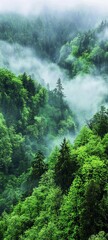 Lush Green Forest Surrounded by Misty Mountains Creates a Serene and Tranquil Atmosphere During Early Morning Hours