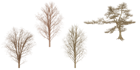 Dried Pressed Leaves Botanical Collection