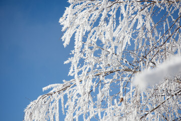 Frozen branch of a birch tree