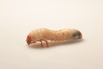 insect  beetle larva close-up