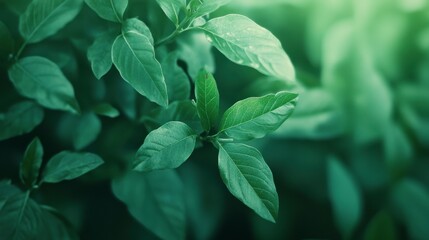 Soft Green Leaves in Dynamic Light Setting
