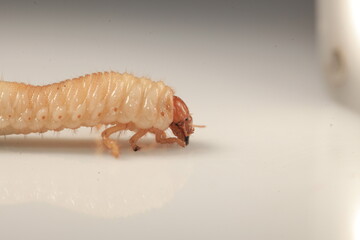 insect  beetle larva close-up