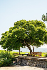 나무 자연 하늘 의자