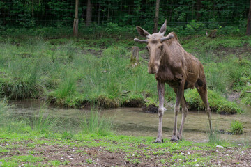Elch (Alces alces) junges Männchen in Naturlandschaft