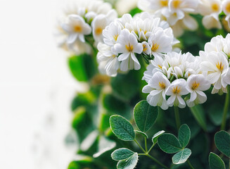 a cluster of white flowers with yellow centers, surrounded by green leaves against a light background. The flowers are in sharp focus, while the background is slightly blurred.