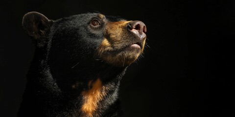 A close-up of a sun bear, with its distinct orange chest patch standing out against the dark fur.