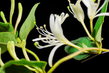 Blooming honeysuckle, also known as honeysuckle. Chinese herbal medicine, has the effect of clearing heat and detoxifying.