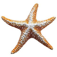 Vibrant Starfish on Sandy Beach for Nature and Marine Life Illustrations on Transparent PNG background.