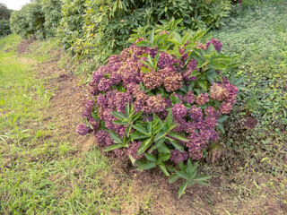 Hydrangea shrub with dry purple flower heads in the autumn.