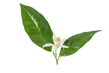 Orange tree fragrant blossom or neroli flower with leaves isolated transparent png.