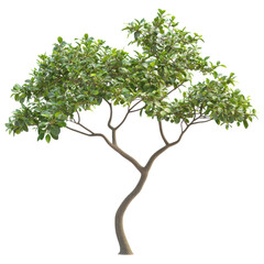 Isolated Tree on a Clear Background for Nature Illustrations on Transparent PNG background.