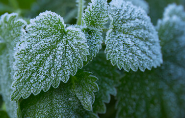 Hoarfrost on leaves, hoarfrost leaf, frost on green leaves, hoarfrost everywhere early in the morning, winter is coming and the cold at night, frost on a leaf in winter