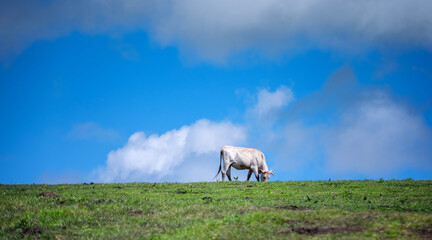 cow at Kalajun Prairies