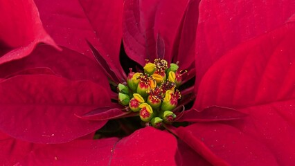 close up of bright red poinsettia flower center showing yellow and green stamen cluster detail