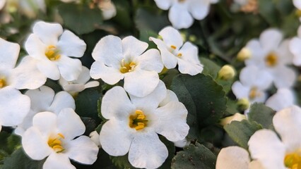 white bacopa flowers with yellow centers blooming in garden with soft focus background