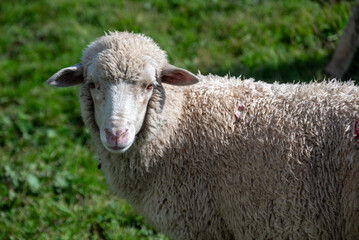 sheep and lambs