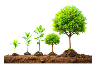 Gradual tree growth in the ground. Stages of growth from sprout to adult plant. hand drawn illustrations, vector.