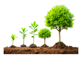 Gradual tree growth in the ground. Stages of growth from sprout to adult plant. hand drawn illustrations, vector.