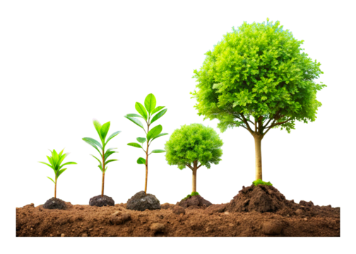 Gradual tree growth in the ground. Stages of growth from sprout to adult plant. hand drawn illustrations, vector.