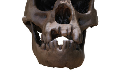 skull with hole in the head without bottom 