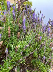 Obraz premium Lavender flowers in the garden of Tenerife,Canary Islands,Spain.Lavandula angustifolia. Selective soft focus.