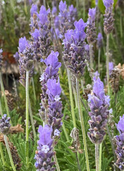 Fototapeta premium Lavender flowers in the garden of Tenerife,Canary Islands,Spain.Lavandula angustifolia. Selective soft focus.