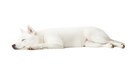Sleeping white dog resting peacefully on soft surface
