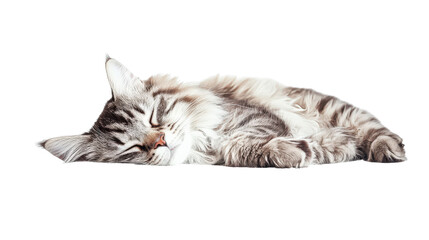 Fototapeta premium Sleeping cat with soft fur and peaceful expression