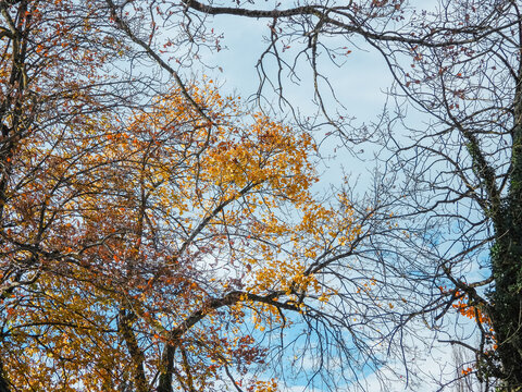 feuillage d'or et branchage dans la for&ecirc;t