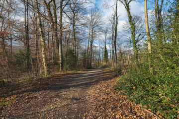chemin dans la Forêt