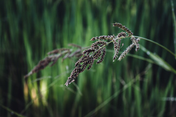 Close up flower of grass and blur green nature background