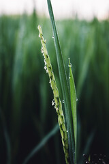 Close up rice paddy on rice plant and blur green nature backgorund