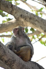 The rhesus macaque (Macaca mulatta), colloquially rhesus monkey, is a species of Old World monkey. There are between six and nine recognised subspecies split between two groups, the Chinese-derived an