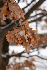 Close-up of oak leaves in winter, yellow oak leaves photographed in macro, showcasing nature's beauty.