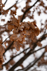 winter landscape frost oaks in sunny frosty morning