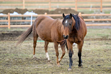 Fototapeta premium SVK, Pferd, Pferde