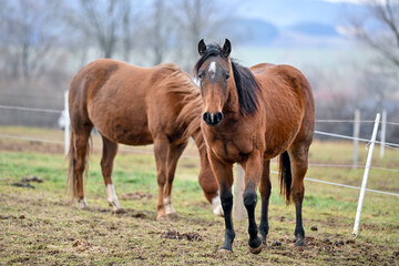 Obraz premium SVK, Pferd, Pferde